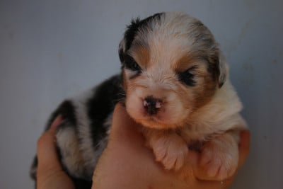 Les chiots de Berger Australien