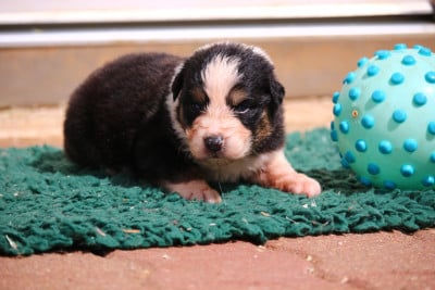 Les chiots de Berger Australien