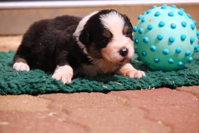 Les chiots de Berger Australien