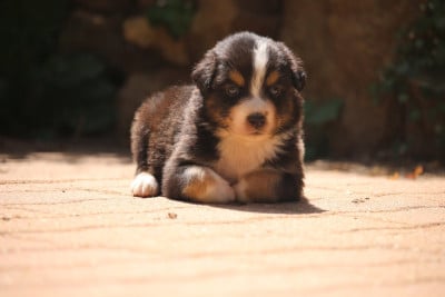 Les chiots de Berger Australien