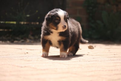 Les chiots de Berger Australien
