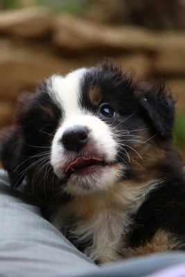 Les chiots de Berger Australien