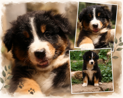 Les chiots de Berger Australien
