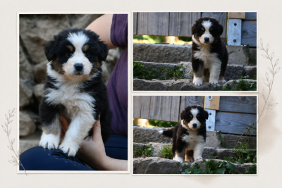 Les chiots de Berger Australien