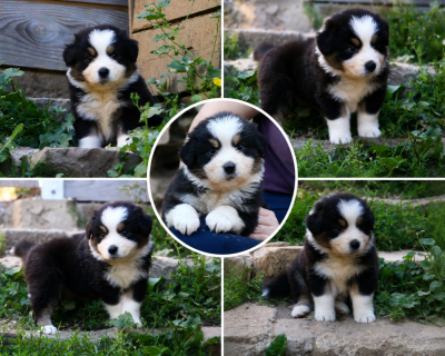 Les chiots de Berger Australien