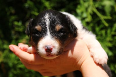Les chiots de Berger Australien