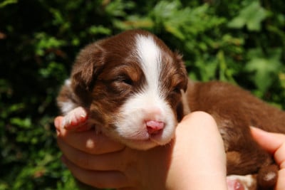 Les chiots de Berger Australien
