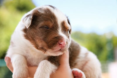Les chiots de Berger Australien