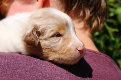 Les chiots de Berger Australien