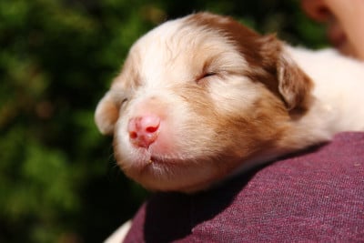 Les chiots de Berger Australien