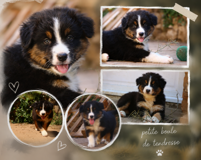 Les chiots de Berger Australien