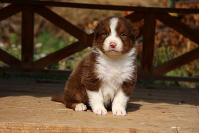 Les chiots de Berger Australien