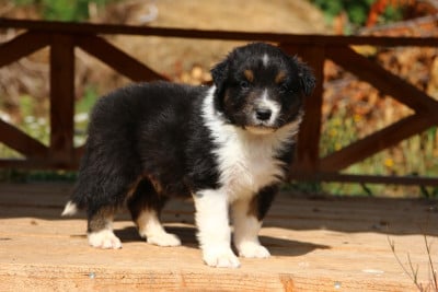 Les chiots de Berger Australien