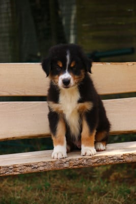 Les chiots de Berger Australien