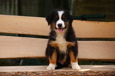 Les chiots de Berger Australien