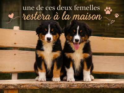Les chiots de Berger Australien
