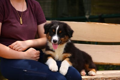 Les chiots de Berger Australien