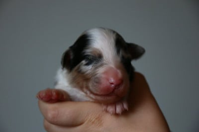 Les chiots de Berger Australien
