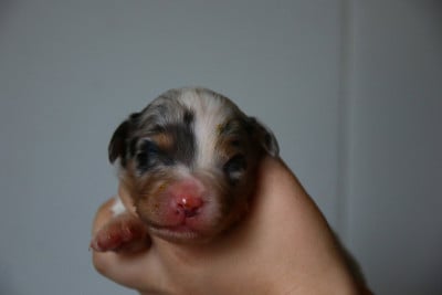 Les chiots de Berger Australien