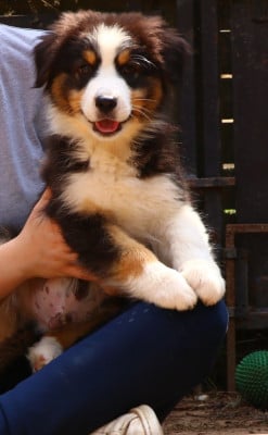 Les chiots de Berger Australien