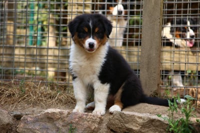Les chiots de Berger Australien