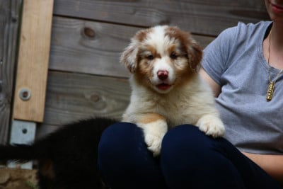 Les chiots de Berger Australien