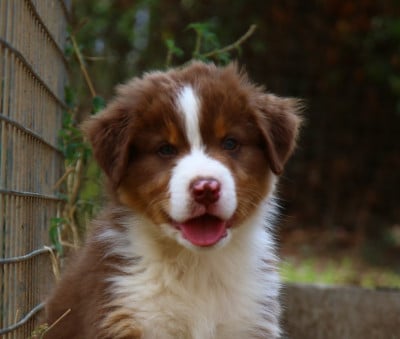 Les chiots de Berger Australien