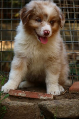 Les chiots de Berger Australien