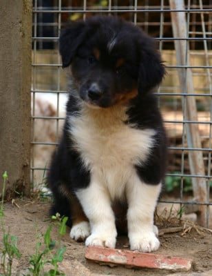 Les chiots de Berger Australien