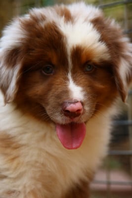 Les chiots de Berger Australien