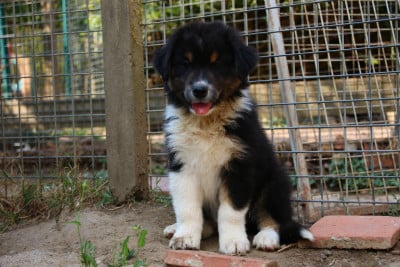 Les chiots de Berger Australien
