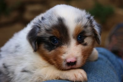 Les chiots de Berger Australien