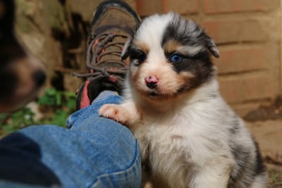 Les chiots de Berger Australien