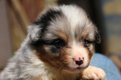 Les chiots de Berger Australien