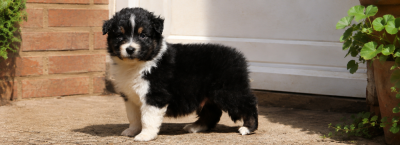 Les chiots de Berger Australien