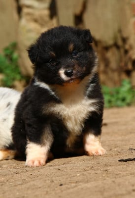 Les chiots de Berger Australien