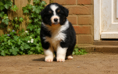 Les chiots de Berger Australien