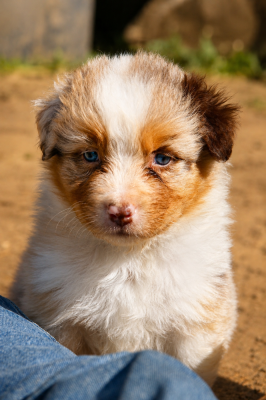 Les chiots de Berger Australien