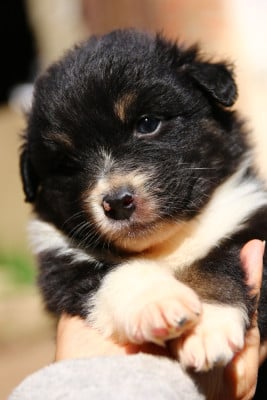 Les chiots de Berger Australien