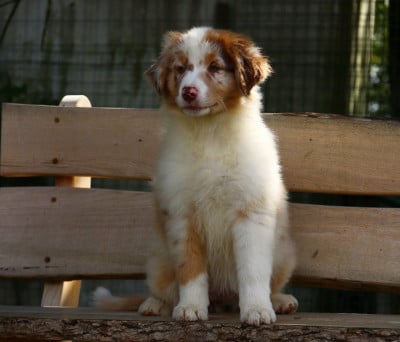 Les chiots de Berger Australien