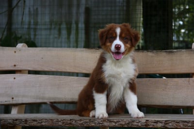 Les chiots de Berger Australien