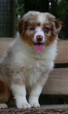 Les chiots de Berger Australien