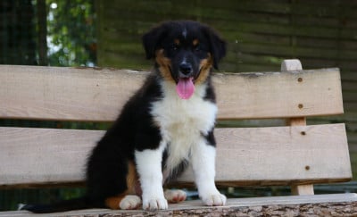 Les chiots de Berger Australien