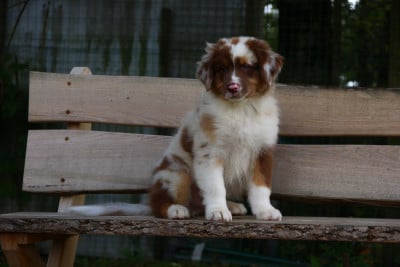Les chiots de Berger Australien