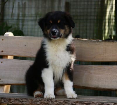 Les chiots de Berger Australien