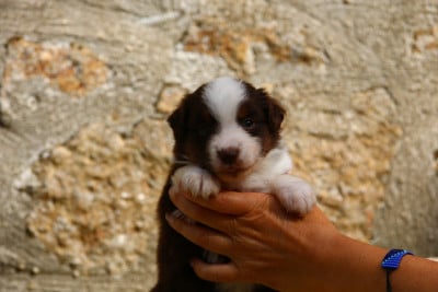 Les chiots de Berger Américain Miniature 