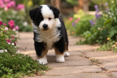 Les chiots de Berger Américain Miniature 
