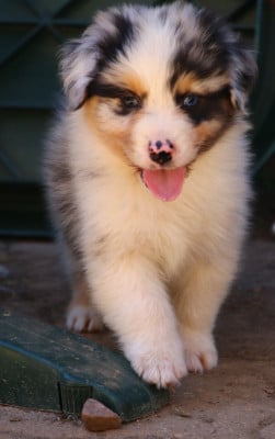Les chiots de Berger Australien
