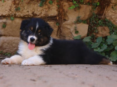 Les chiots de Berger Australien