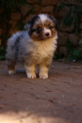 Les chiots de Berger Australien